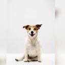 Desde el siglo pasado se utiliza el nombre 'Firulais' para denominar a los perros. Foto: GettyImages.