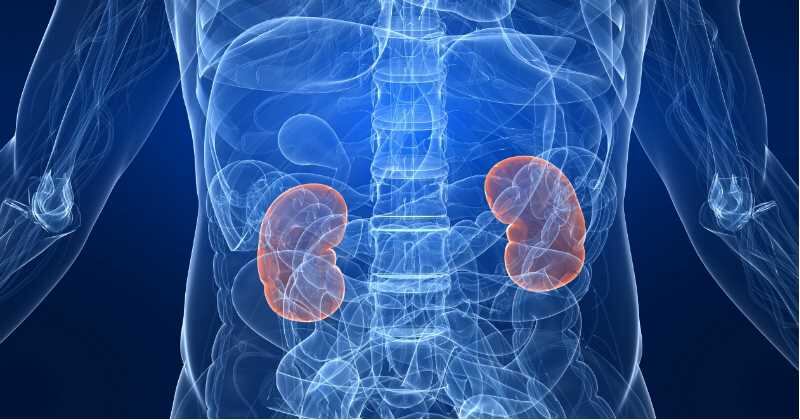 Se calcula que entre 8% y 10% de la población tiene algún tipo de afección en los riñones.