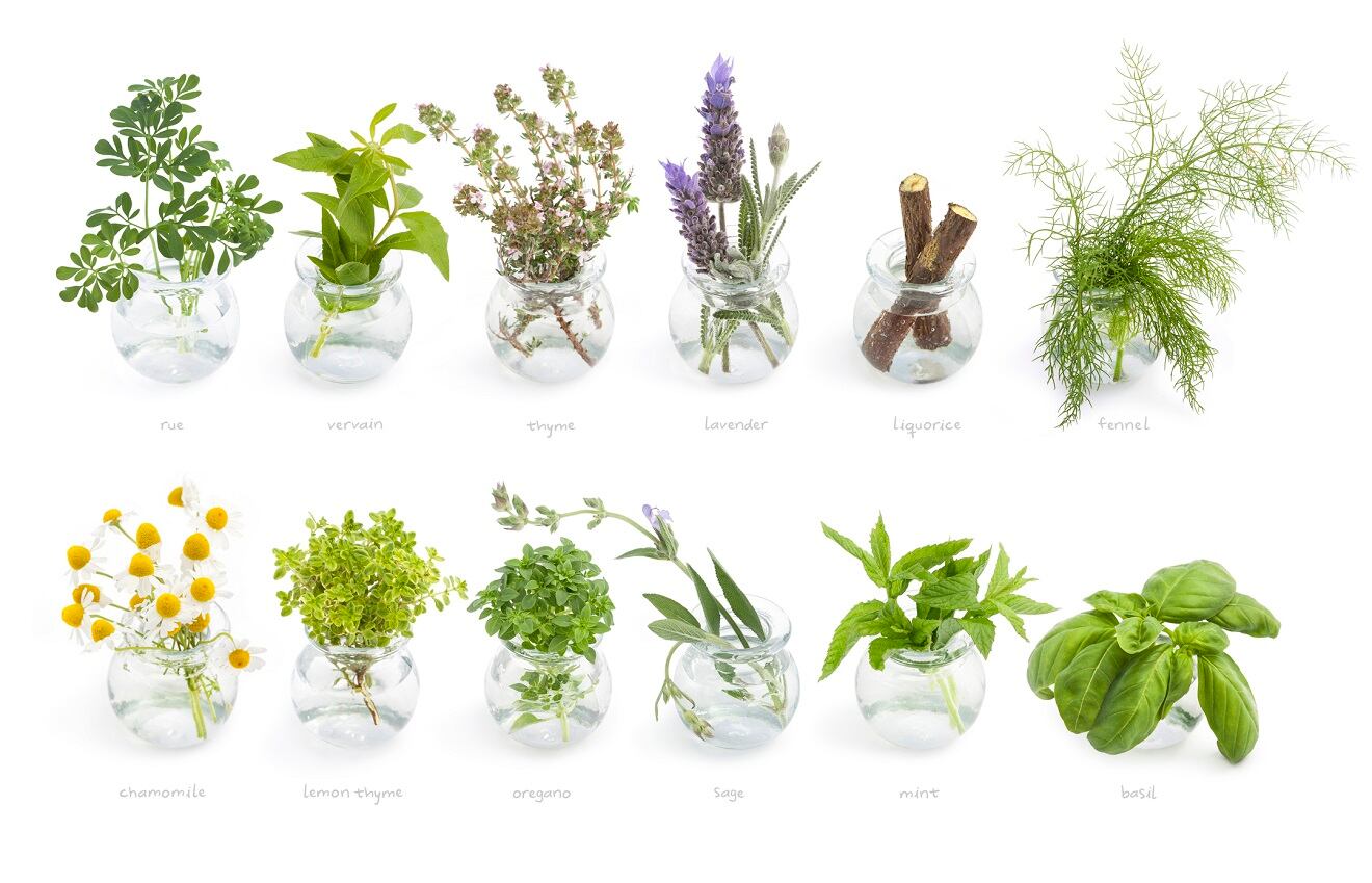 Plantas medicinales