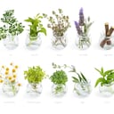 La cola de caballo es una planta medicinal que ayuda a aliviar las várices y también indice de forma positiva en la presión arterial.