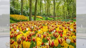 Jardín de Keukenhof, en Países Bajos