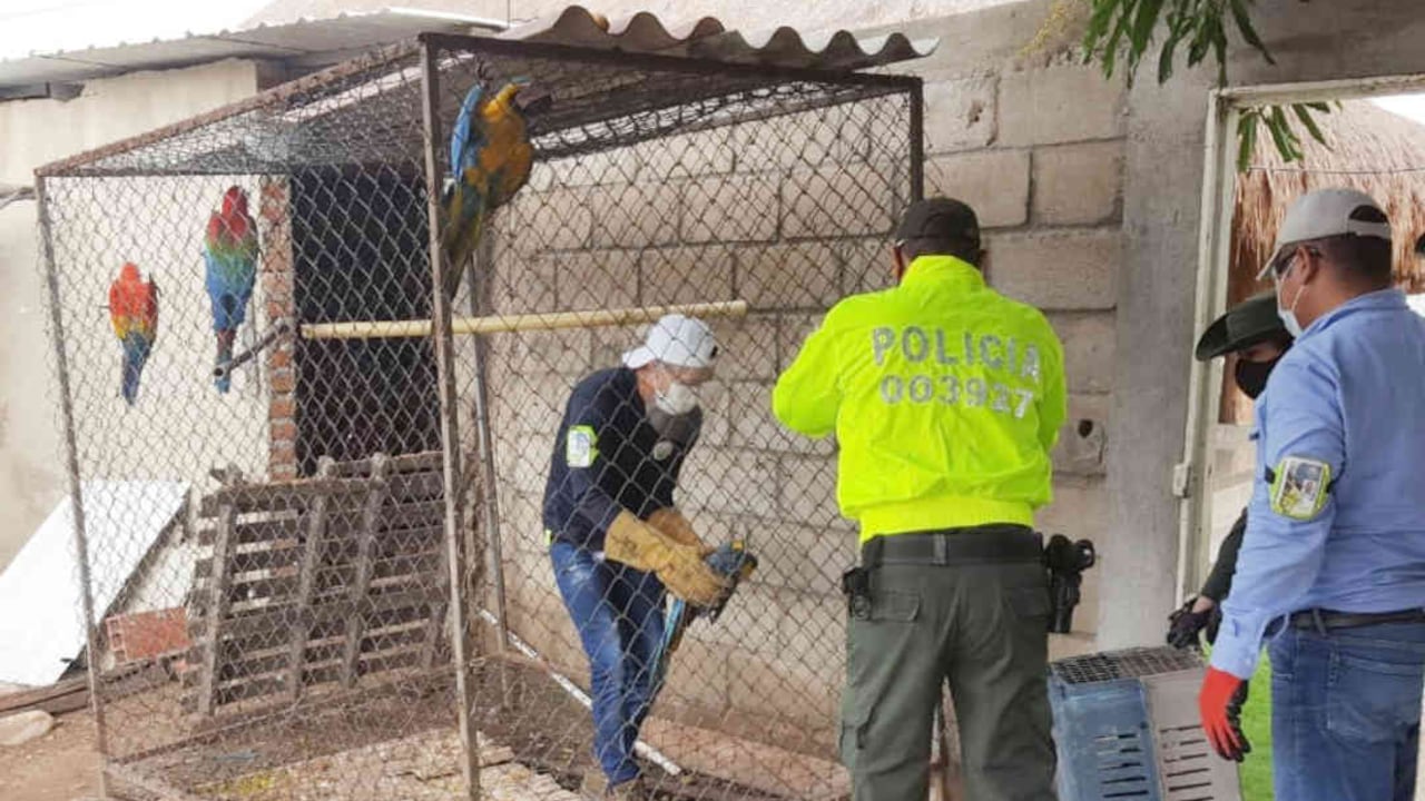 Durante el operativo fueron incautadas 10 guacamayas al interior de una jaula en el corregimiento de El Jabo, en zona rural de Valledupar. Foto: Corpocesar.