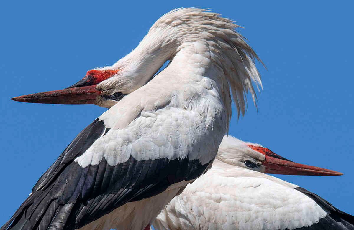 Dos cigüeñas se sientan en su nido en Biebesheim, Alemania, el miércoles 6 de mayo de 2020. Una de las colonias más grandes de las impresionantes aves migratorias en Alemania se reproduce en los cañaverales de Hesse. (Boris Roessler / dpa a través de AP)