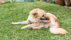 Lamer repetidamente las articulaciones no siempre es un gesto inofensivo.