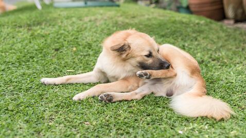 Lamer repetidamente las articulaciones no siempre es un gesto inofensivo.