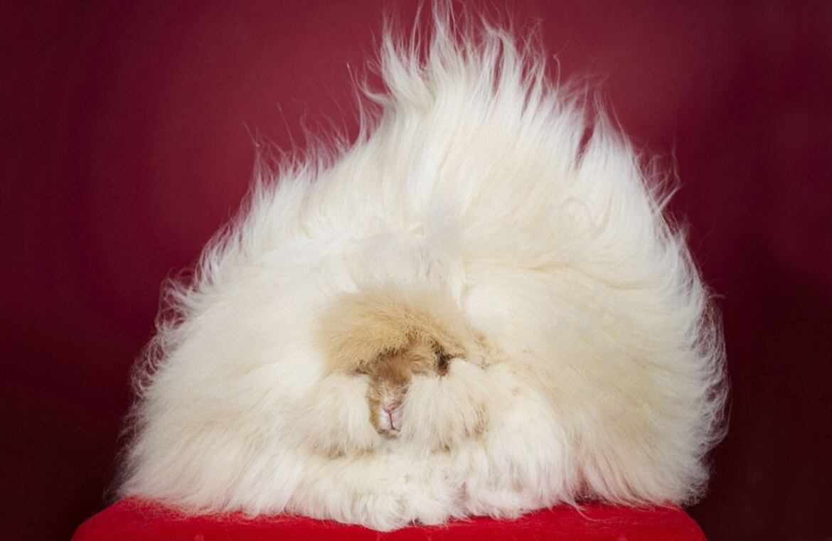 Franchesca, un conejo de angora de dos años, entró en el libro Guinness World Records por tener el pelo de 36.5 cm con lo que se convirtió en el más largo del mundo.