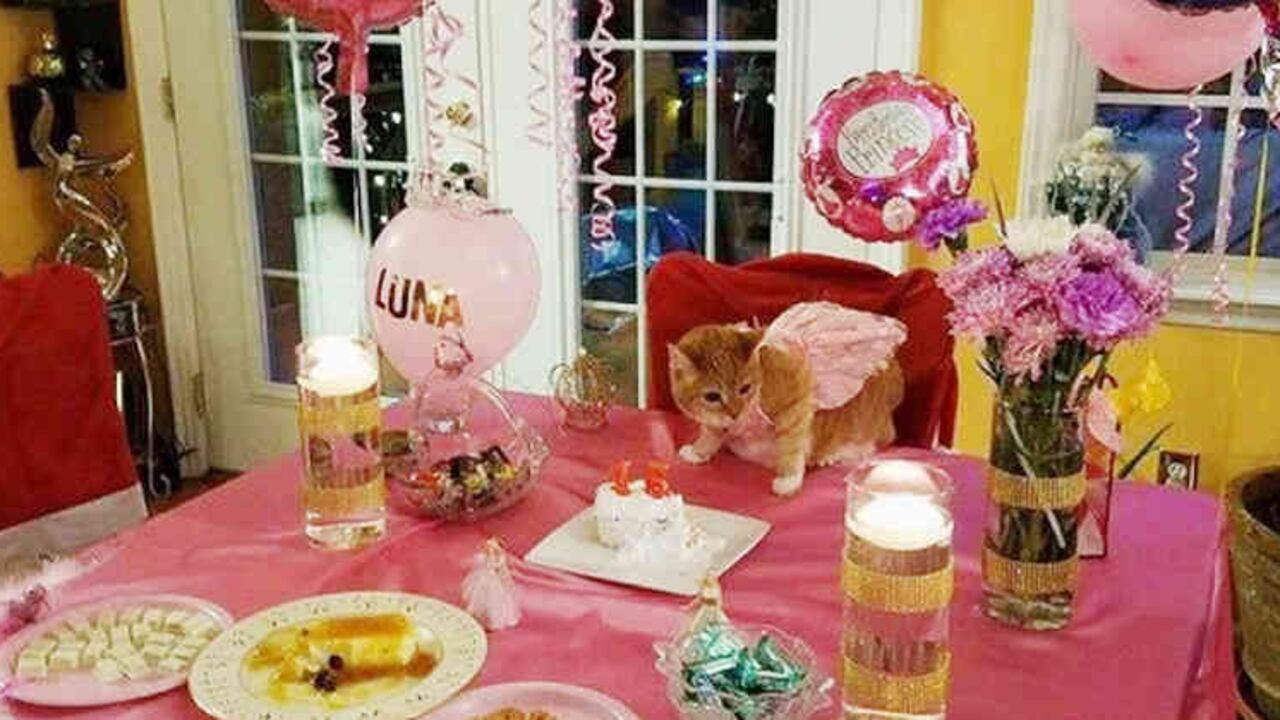 Facebbok Quinceañera Cat