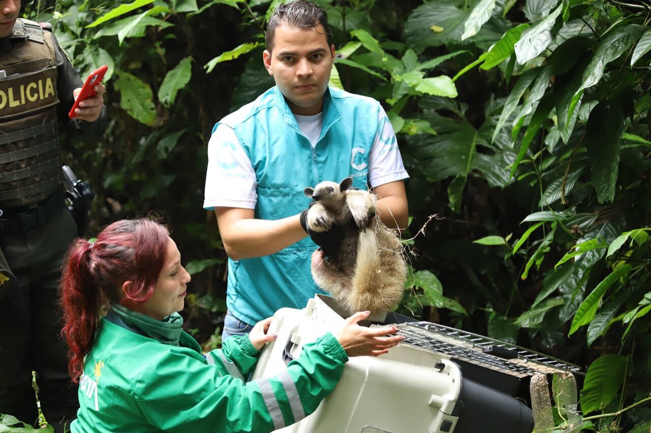 Extraer animales silvestres es un delito ambiental y genera desequilibrio en los ecosistemas.