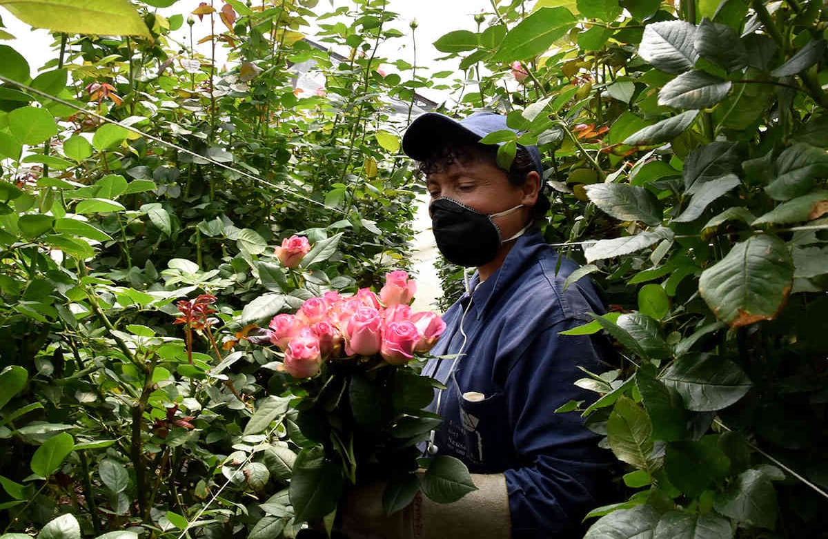 Cultivo de rosas en cuarentena