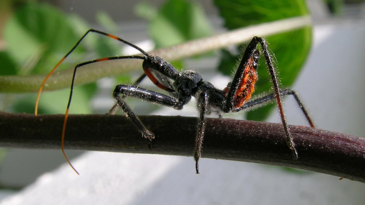 El “kissing bug” o triatomino, insecto que transmite el parásito causante del mal de Chagas, ya ha sido detectado en más de 30 estados de EE.UU., según los CDC.