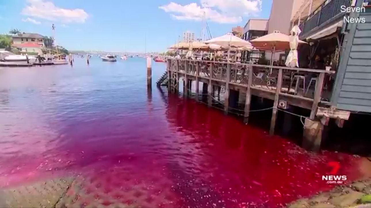 El medio 7 News publicó las imágenes del agua teñida de rojo.