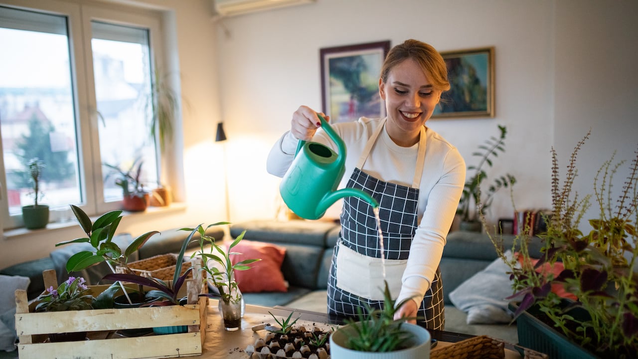 La sábila requiere de muchos cuidados a la hora de regarla.