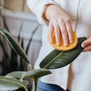 El alcohol ayuda a controlar las plagas.