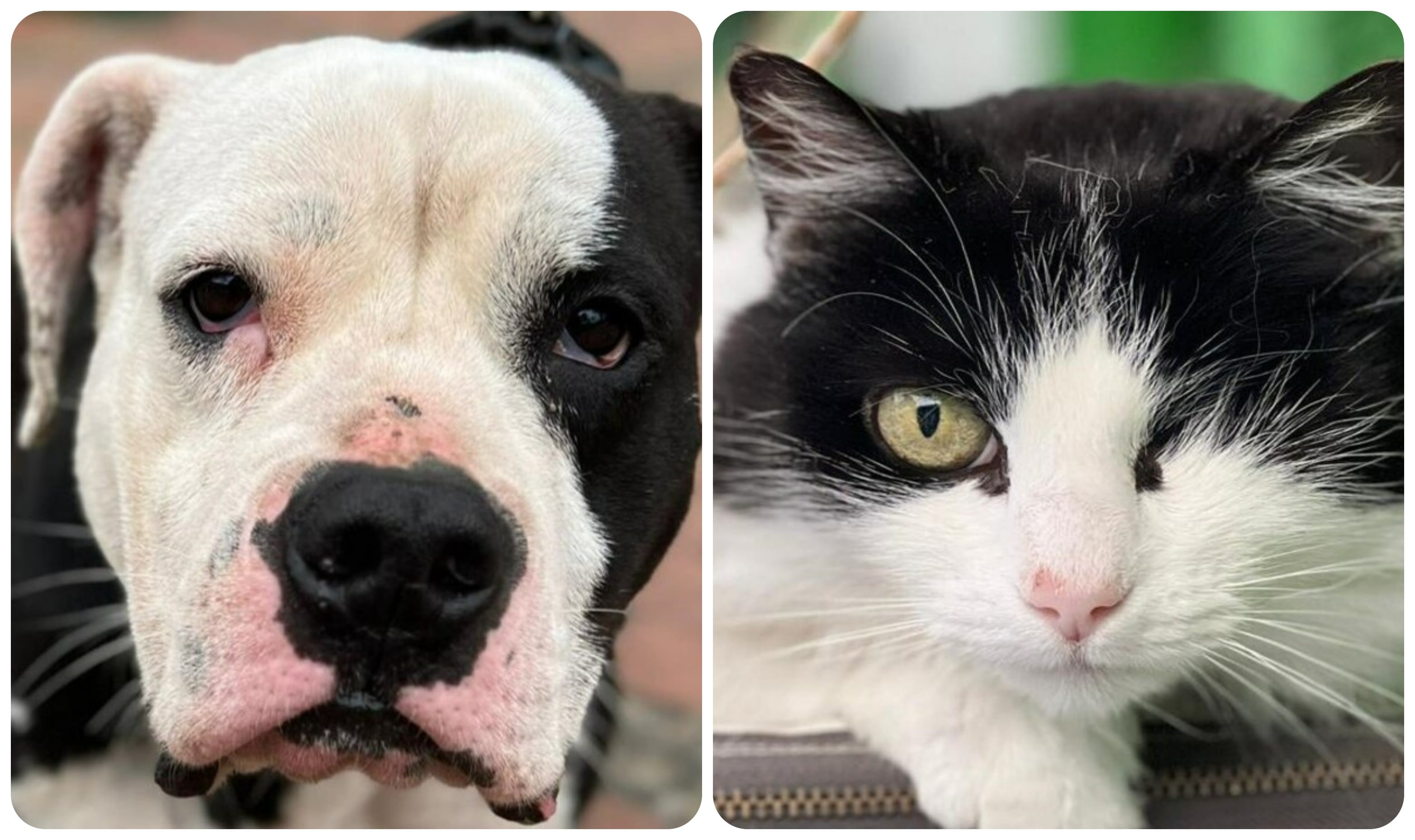 Alcaldía de Bogotá y el Instituto Distrital de Protección y Bienestar Animal realizarán tres jornadas de adopción de mascotas durante julio.