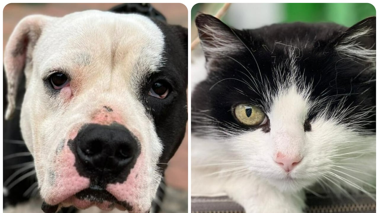Alcaldía de Bogotá y el Instituto de Bienestar Animal realizarán jornadas de esterilización de mascotas durante julio.