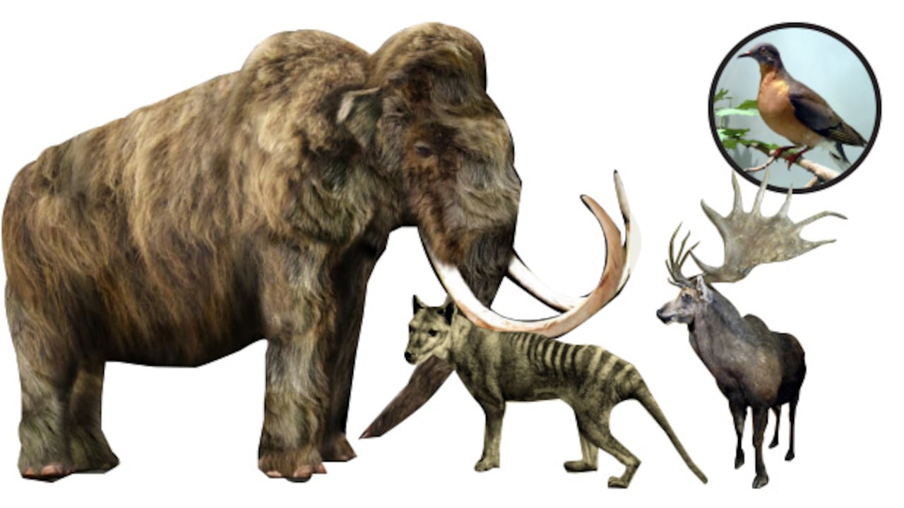 El proyecto Revive & Restore busca traer de vuelta a varios animales prehistóricos como el mamut lanudo, el tigre de Tasmania, el gran alce irlandés y la paloma migratoria.