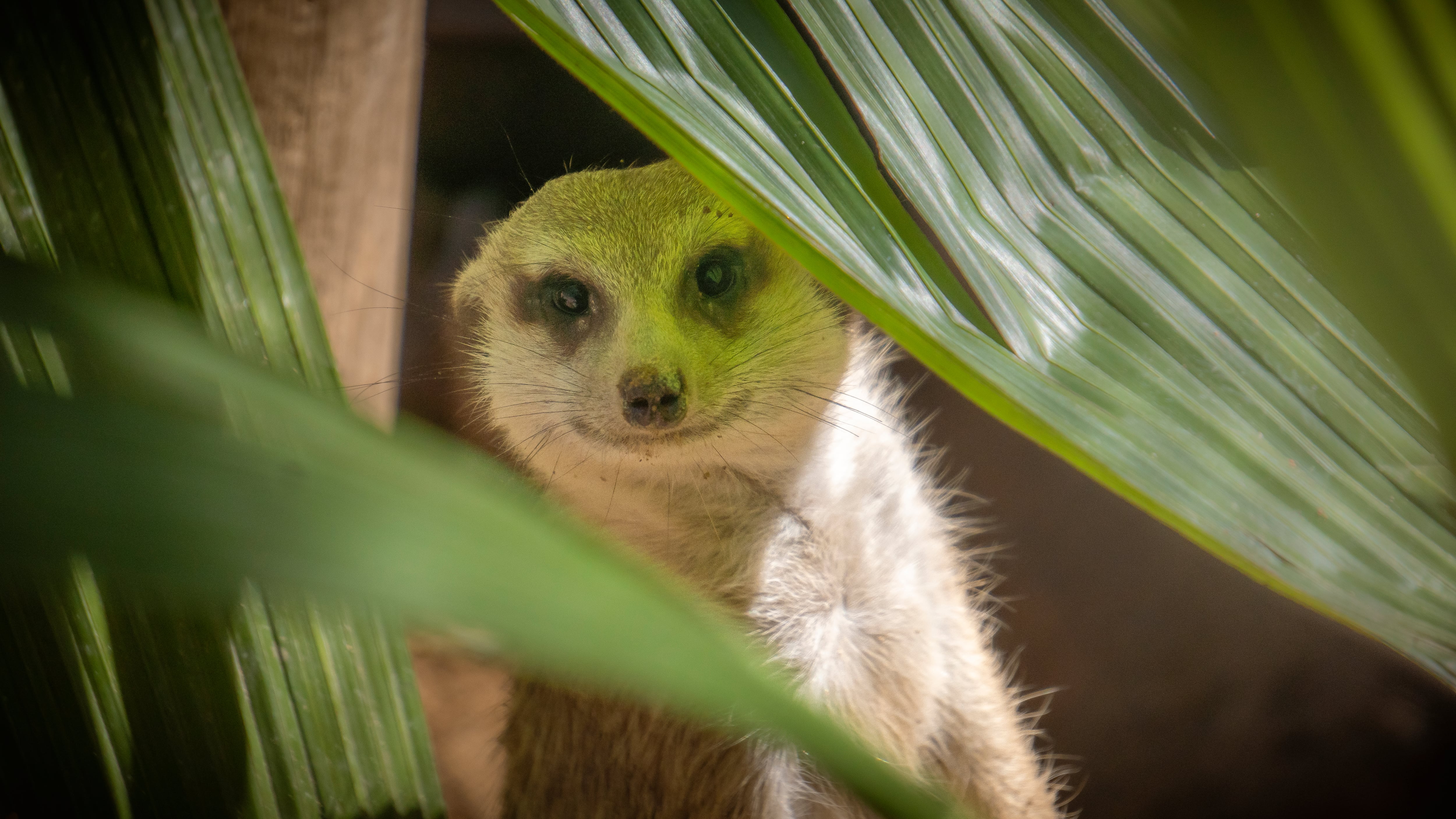Muchos de los animales que se encuentran en el bioparque fueron rescatados del tráfico ilegal de fauna.