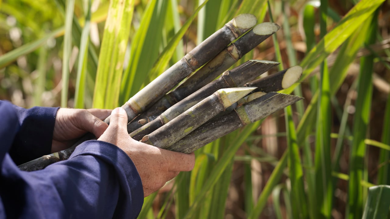 Cultivos de caña de azúcar