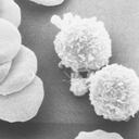 Human red and white blood cells.