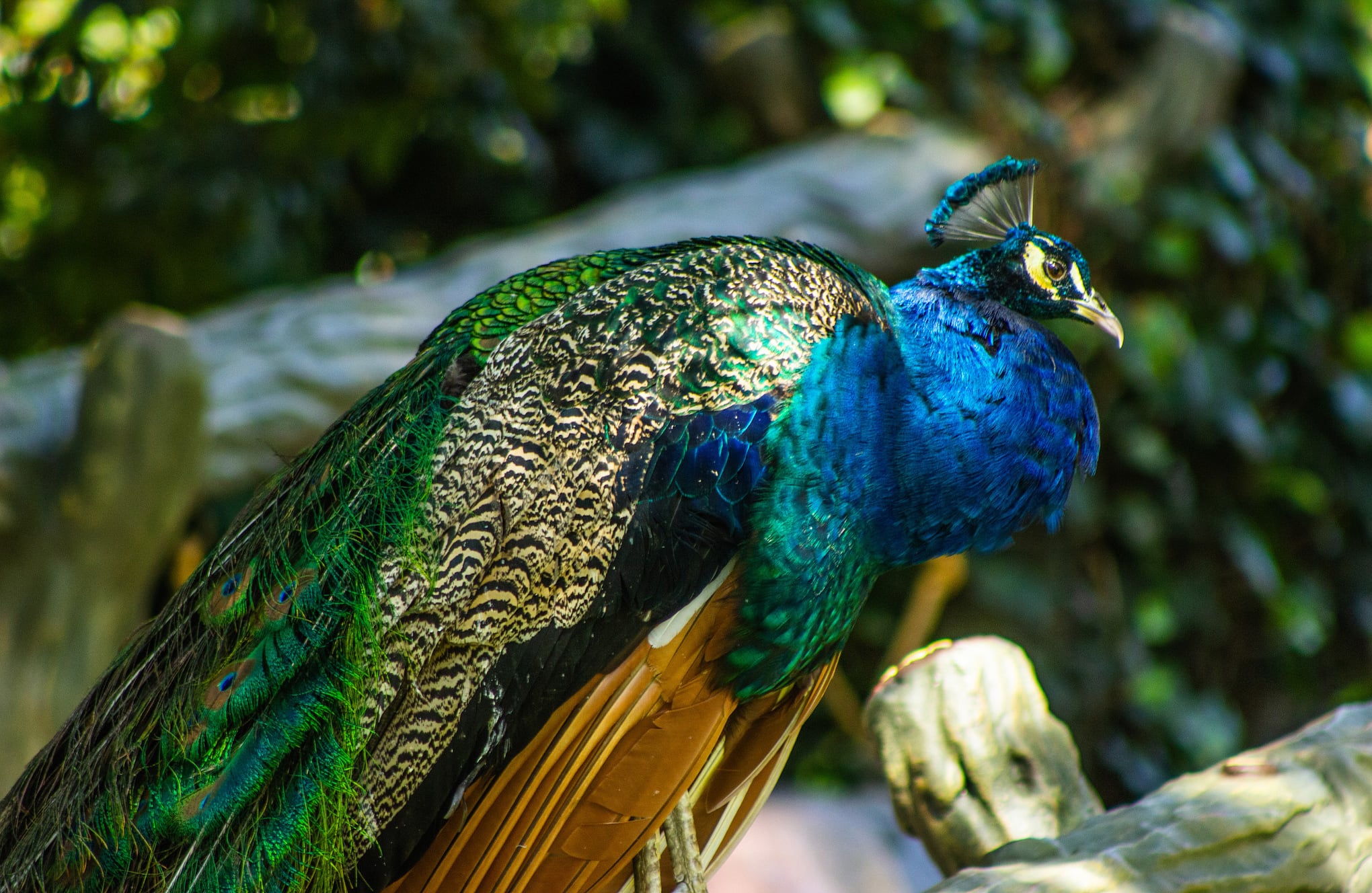 Bioparque Wakata / parque Jaime Duque