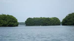 Ciénaga Grande de Santa Marta