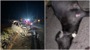 Impactante accidente: teniente chocó contra un búfalo que andaba suelto: “El dueño no quiere responder y niega ser el propietario”, denuncia