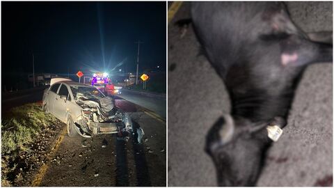 Impactante accidente: teniente chocó contra un búfalo que andaba suelto: “El dueño no quiere responder y niega ser el propietario”, denuncia