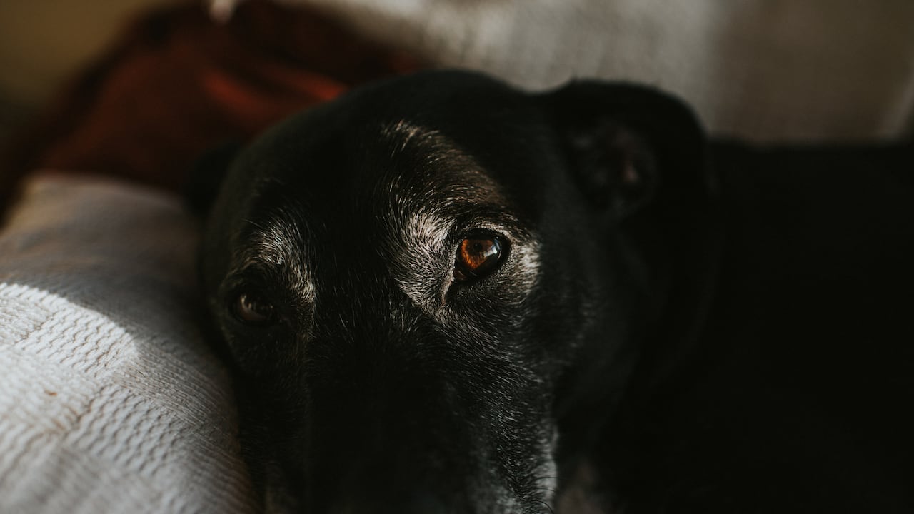 Caso de un perro galgo que dieron por muerte y luego apareció con vida.