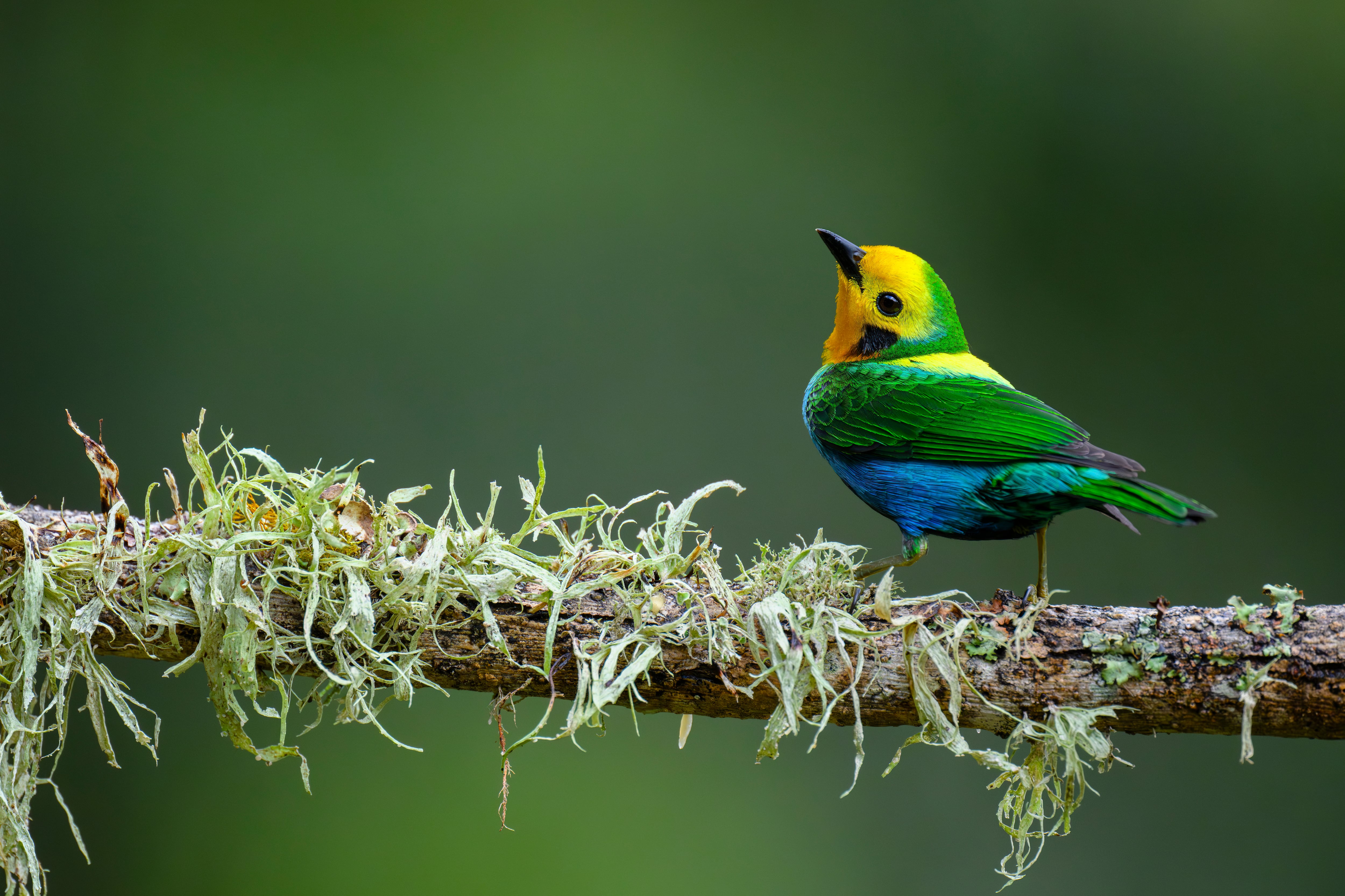 La Tángara Multicolor, ave endémica de Colombia, es la más representativa de Cali.