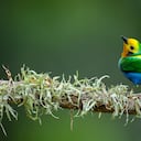 La Tángara Multicolor, ave endémica de Colombia, es la más representativa de Cali.