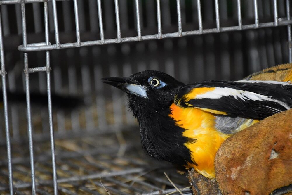 Aves liberadas en Huila
