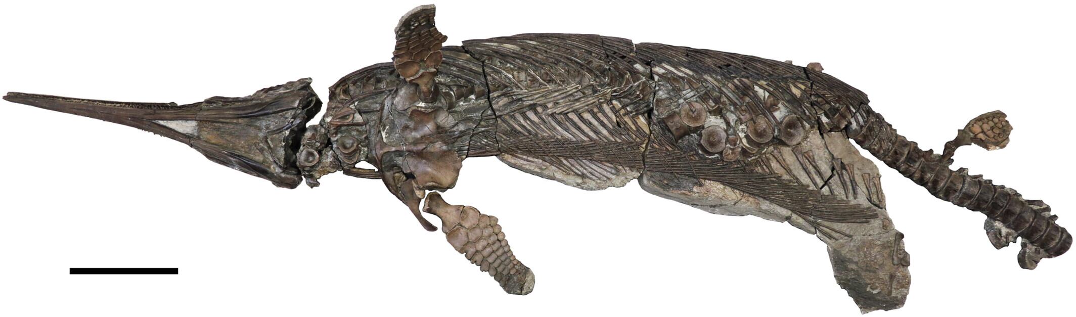 Un descubrimiento hecho hace más de 20 años acaba de revelar su verdadera identidad: un impresionante reptil que surcó los mares durante el Jurásico.