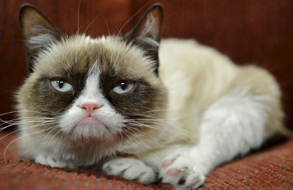 Grumpy Cat es como se le conoce en las redes sociales a Tard, una gata cuyas expresiones serias la han hecho tan popular al punto de ser la imagen oficial de una marca de alimento para gatos. (AP)