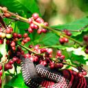 Cafeteros ven al cambio climático como un reto