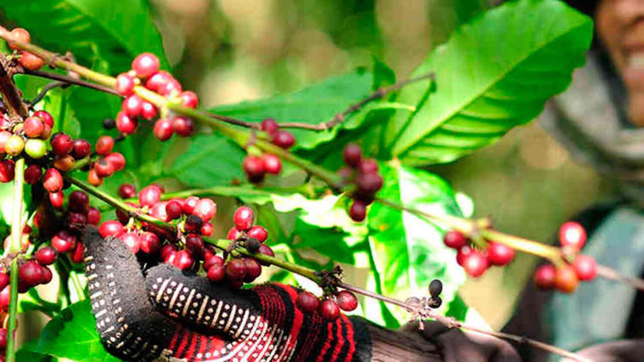 Cafeteros ven al cambio climático como un reto