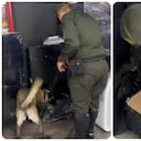 Caninos de la Policía frenan el ingreso de 14 kilos de marihuana enviados por encomienda desde Cali