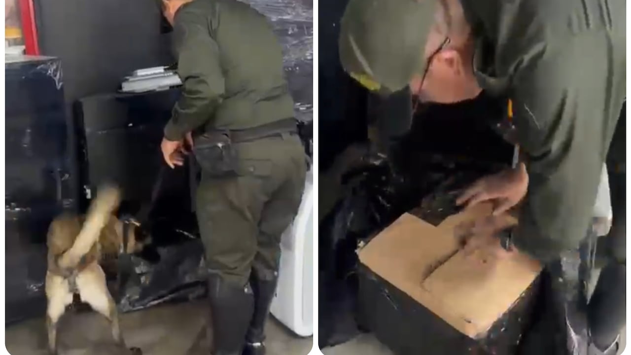 Caninos de la Policía frenan el ingreso de 14 kilos de marihuana enviados por encomienda desde Cali