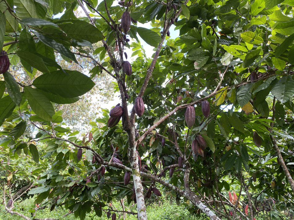 Cultivos de cacao en Tumaco