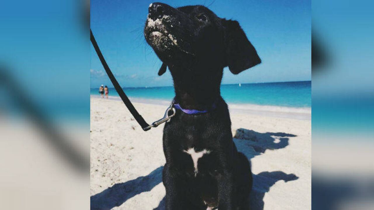 Instagram @carolinedannemiller