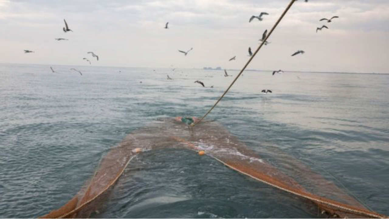 6 datos curiosos sobre el "animal más feo del mundo