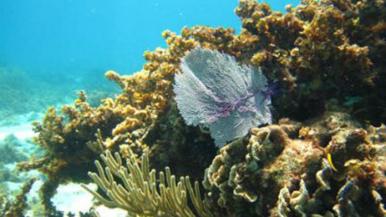 Investigadores advierten pérdidas incalculables de biodiversidad luego tras fallo de la CIJ en La Haya.