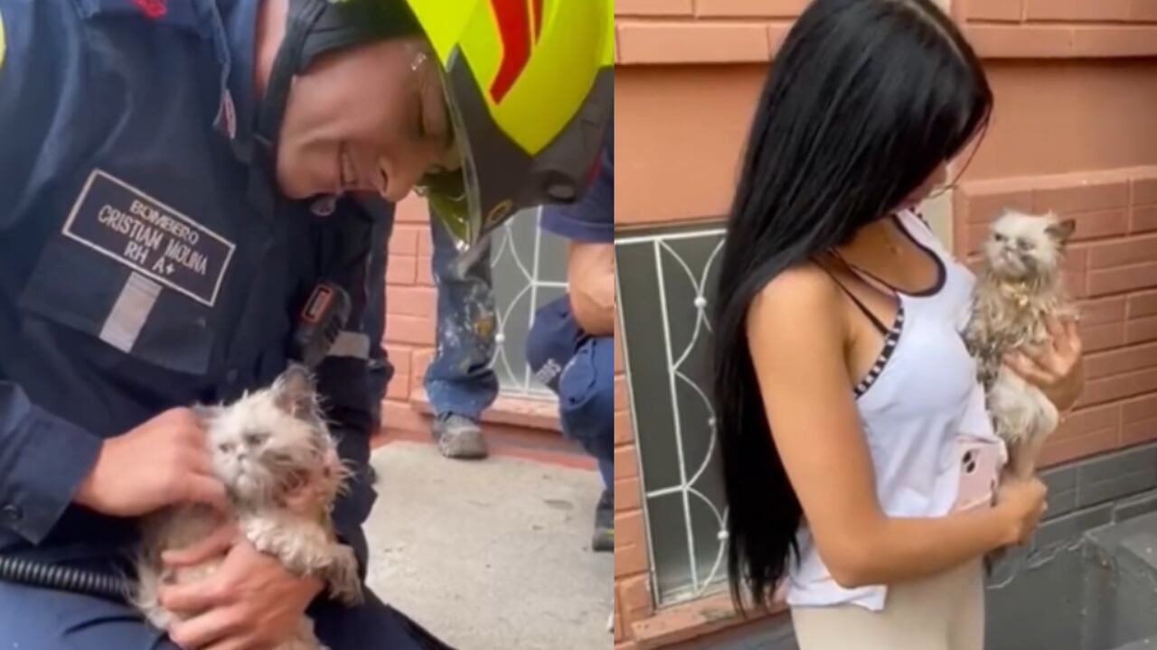 Rescate de una gatica en Medellín genera emoción en las redes sociales.