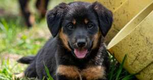 Cachorros como este son cuidados en el refugio temporal que abrió la CAR Cundiamarca. Foto: CAR Cundinamarca.