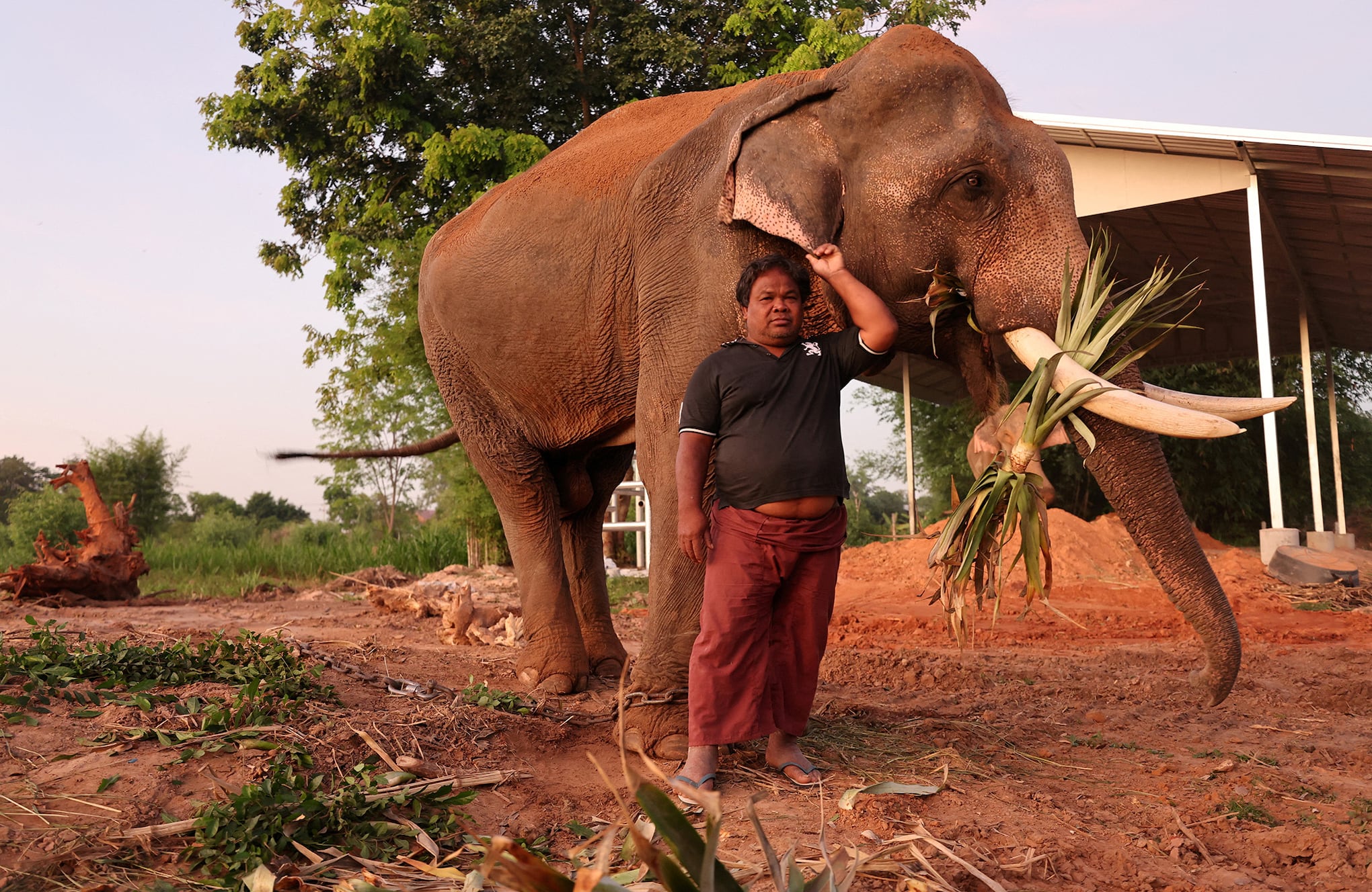 En imágenes: Por medio de Streaming se tratan de sobrevivir los elefantes sin trabajo de Tailandia en crisis