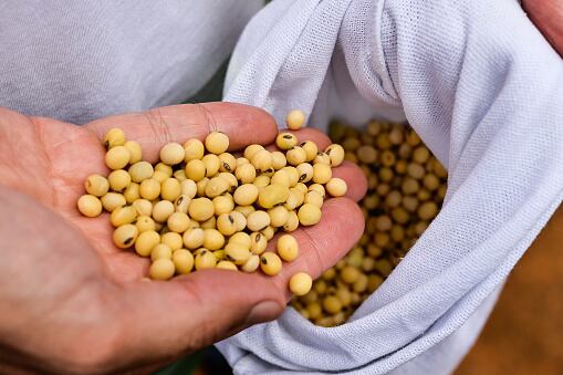 La soja se puede consumir de diferentes maneras.