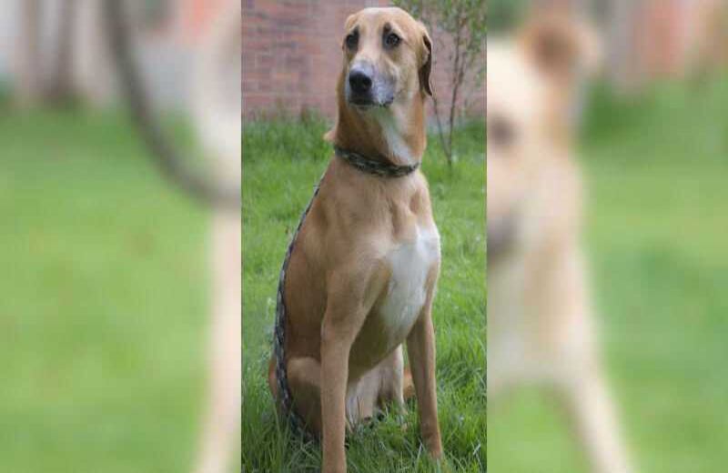 Canela: criolla de 60 meses. Esta perrita es muy tierna, inteligente, puede convivir con familias que tengan niños por su temperamento amable y confiable, su condición médica es especial por que presenta una fractura inadecuadamente consolidada en su miembro posterior derecho. 