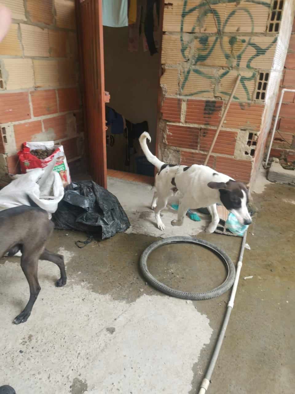 Flóki permanecía en una terraza llena de agua.