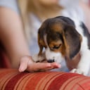 Perro oliendo a un humano.
