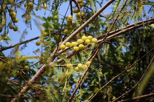 Esta planta medicinal es rico en antioxidantes y vitamina C.
