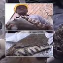 Huesos de mastodonte encontrados en Bogotá